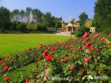 金秋花兒姹紫紅，山東濟南植物園萬株月季與您“約會”佳節(jié)