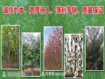 南召縣云陽玉蘭種植農(nóng)民基地