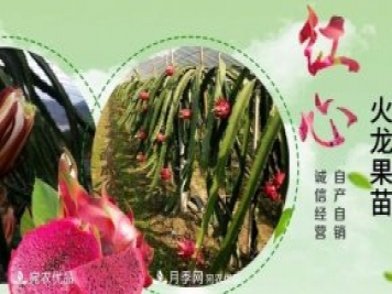 南陽市紅心火龍果苗種植基地