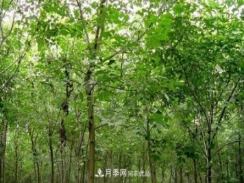 南陽鎮(zhèn)平玉蘭大葉女貞香樟五角楓苗木批發(fā)基地