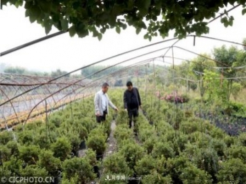 河南平頂山：花卉苗木種植助農(nóng)增收