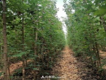 方城縣玉蘭五角楓苗木種植基地