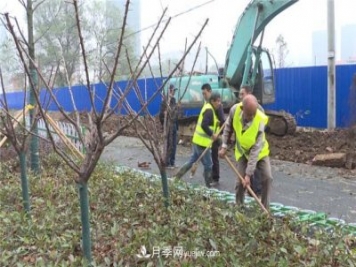 湖北應(yīng)城栽種花木1500余株 賞花來(lái)這里！