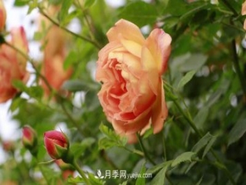 信陽百花園的香水月季花廊真美