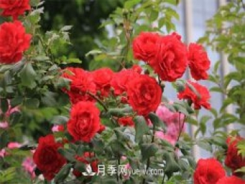 石家莊適合養(yǎng)月季花，市花和市樹是什么