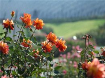 不畏嚴冬忘我綻放 上海辰山月季花開不厭四時春