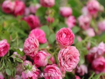 云南：2019年花卉總產(chǎn)值751.7億元 鮮切花產(chǎn)量139.7億枝