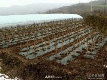 甘肅天水市麥積鎮(zhèn)北灣村： 月季花開幸福來