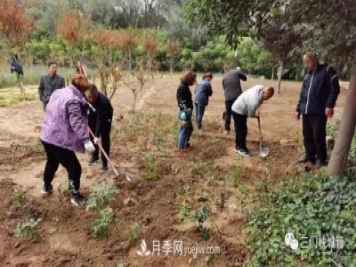 三門(mén)峽：栽植9000余株月季 陜州公園月季花海有美景