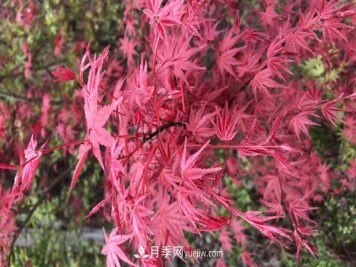 雞爪槭和紅楓的區(qū)別，葉片、枝干、花果期