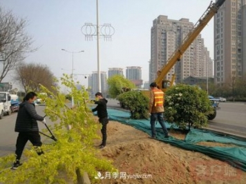 新鄉(xiāng)道路綠化升級喜現(xiàn)彩色樹，樹狀月季來了