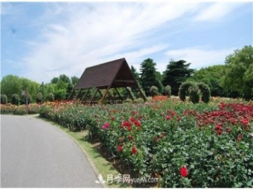 上海濱江森林公園進(jìn)行月季冬修