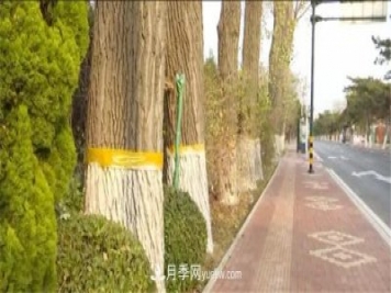 秦皇島北戴河：涂白穿裙剪枝抹藥 園林樹木過冬有保障