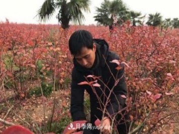 安徽鳳陽(yáng)：一村一品特色種植業(yè) 種出幸?；? title=