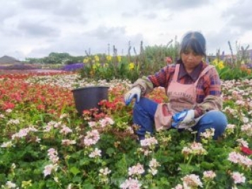 第十屆花博會“溢出效應”顯現(xiàn) 花卉和旅游產業(yè)蓬勃發(fā)展