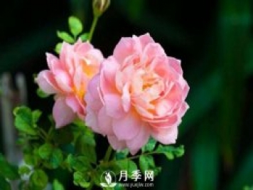 月季花第一次修剪什么時候？修剪的目的是什么