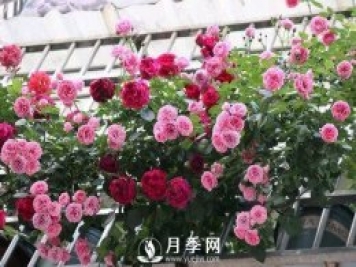 半米防盜窗養(yǎng)藤本月季，養(yǎng)成月季花園