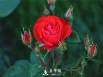 北京紅月季，國(guó)月豐花月季推薦