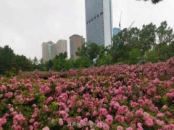 長春市兒童公園：3萬余株月季花競相綻放