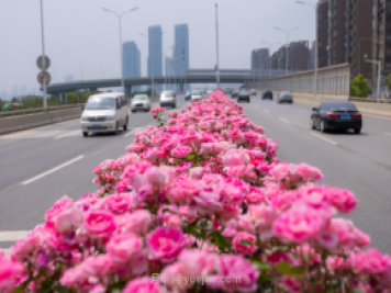 同賞一束花，共沐月季香，看南陽(yáng)月季如何變?yōu)槲錆h“街花”