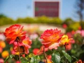 山東煙臺(tái)月季花節(jié)如期而至，美得劃不動(dòng)屏