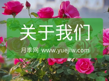 關(guān)于月季網(wǎng)