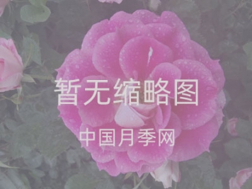 桃花的蟲(chóng)害防治大全，紅蜘蛛的危害非常嚴(yán)重