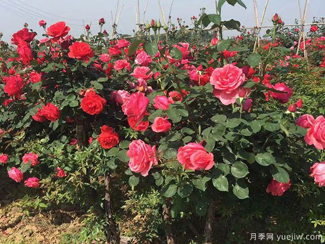 十二種魅力花卉，養(yǎng)花都該懂(圖1)