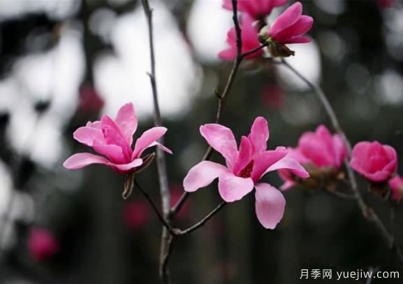 紅花玉蘭的種植、生長習(xí)性及栽培管理技術(shù)(圖1)