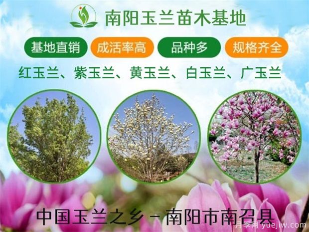 18種常見的先花后葉苗木集錦(圖1)