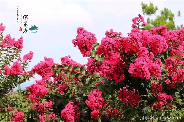 清遠(yuǎn)英德徐家莊生態(tài)旅游景區(qū) 紫薇花開(kāi)得正艷(圖1)