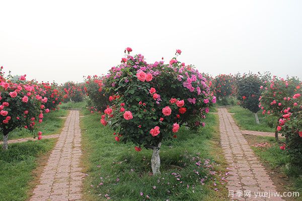 河南暴雨洪災(zāi)過后的苗木花卉該如何和養(yǎng)護(hù)補救(圖1)