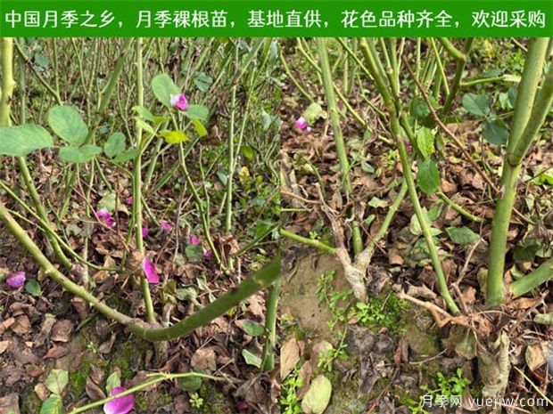 裸根月季的整地與種植(圖1)