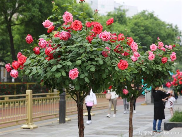 月季花品種分類（按植株形態(tài)分）(圖6)