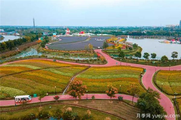 鹽城荷蘭花海，離荷蘭美麗的花卉很近(圖1)