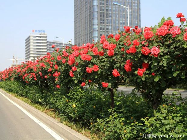 養(yǎng)花屆的新寵兒樹(shù)狀月季，月季樹(shù)好不好養(yǎng)呢？(圖1)