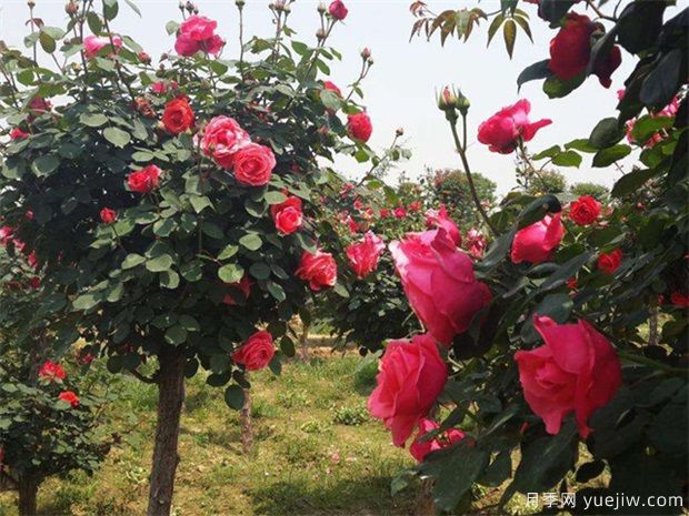 養(yǎng)花屆的新寵兒樹(shù)狀月季，月季樹(shù)好不好養(yǎng)呢？(圖2)