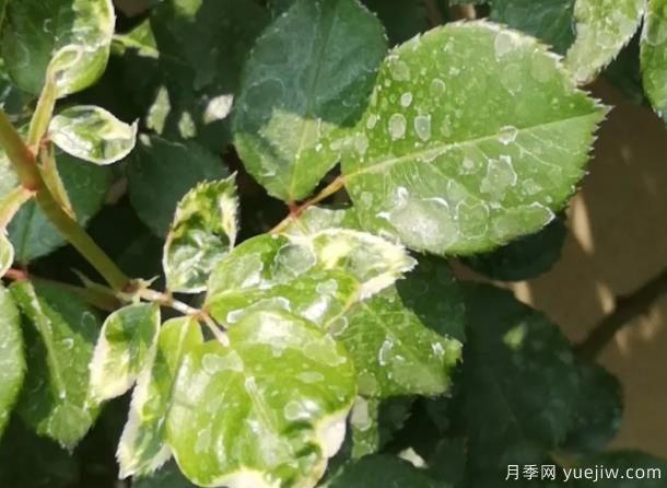 秋天做好4點防止月季藥害，藥害發(fā)生后如何緩解(圖1)