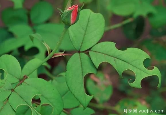 3招驅(qū)趕切葉蜂，再也不會啃月季的葉片(圖1)