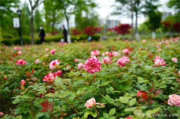 月季定植后的管理技術(shù)(圖1)