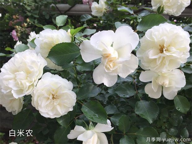 因花香而備受推崇的18個(gè)白色花卉(圖1)