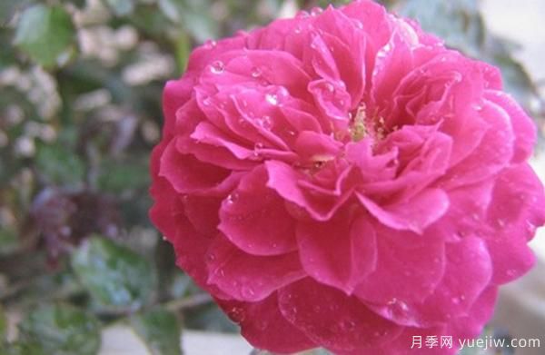 花樣苗木講述，光照對月季花花期有什么影響呢？(圖1)