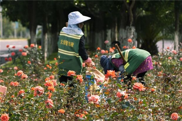 昆明上千株月季俏立呈貢街頭，與您共赴COP15盛會！(圖2)