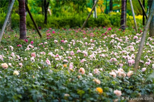 昆明上千株月季俏立呈貢街頭，與您共赴COP15盛會！(圖4)