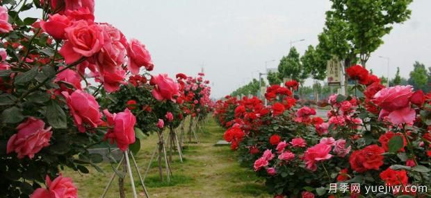 秋季樹狀月季基地種植和養(yǎng)護介紹(圖1)