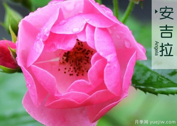 怎樣通過修剪培養(yǎng)月季花筍芽？(圖1)