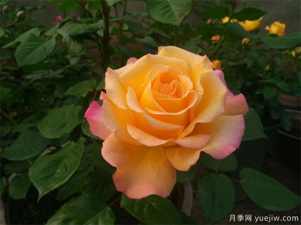 南陽月季花的花期是什么時候？想要開花要滿足哪些條件？(圖1)