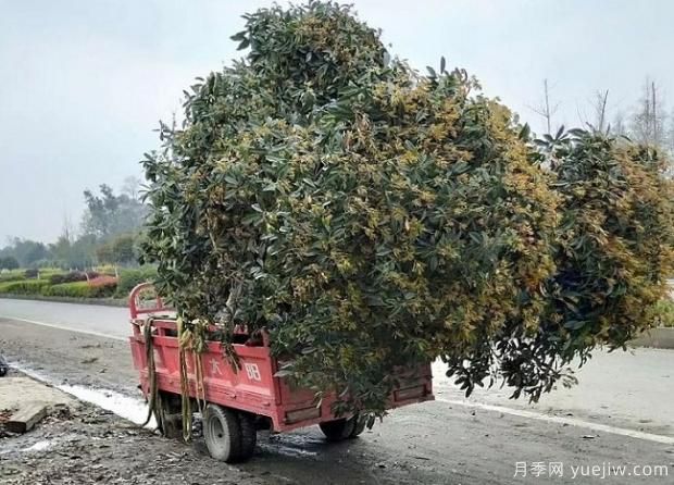 看葉子如何區(qū)分桂花樹的品種？(圖1)