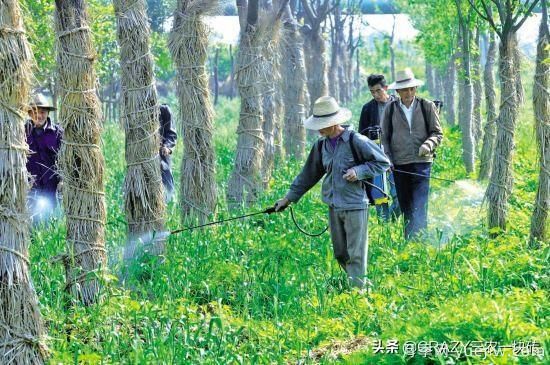 國外的園林綠化是怎么養(yǎng)護的？(圖5)