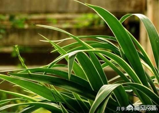 多年生的草本花卉品種的花有什么花？(圖1)